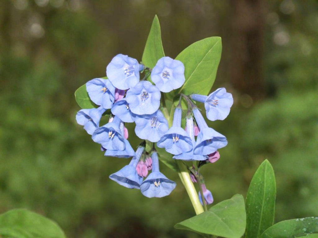 10 Virginia Bluebells Seeds Mertensia virginica Bluebell Wildflower Shade Garden