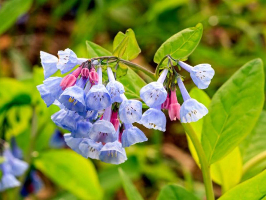 10 Virginia Bluebells Seeds Mertensia virginica Bluebell Wildflower Shade Garden