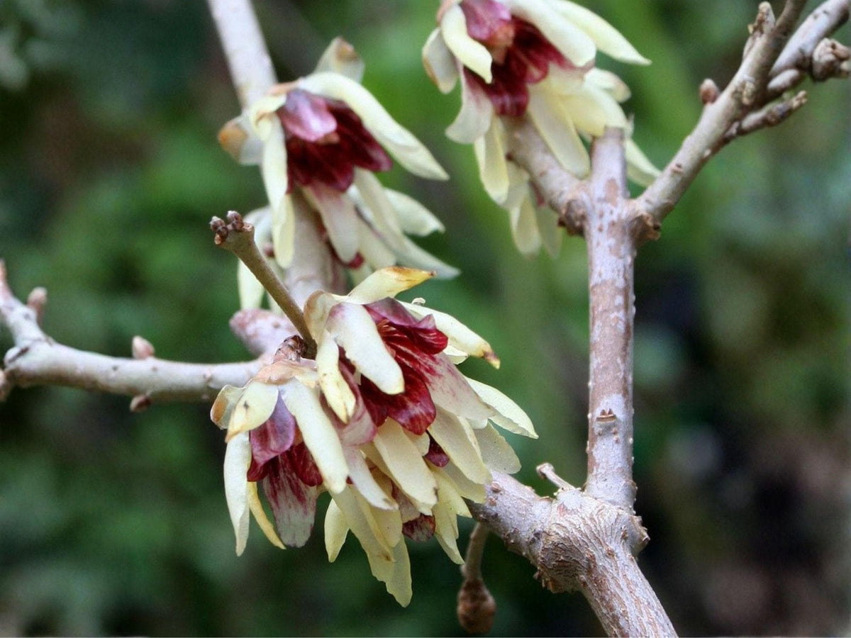 10 Seeds Fragrant Wintersweet Chimonanthus praecox Tree Shrub Bonsai Landscaping