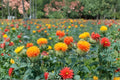 Zanzibar Safflower Seeds – Mixed Color Ornamental Flower Seeds – Carthamus spp. for Borders & Cutting Gardens