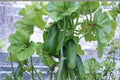 Picolino Mini Cucumber Seeds – Compact Cucumis sativus Garden Vegetable for Containers & Raised Beds