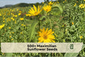 500+ Maximilian Sunflower Seeds | Helianthus maximiliani | Bright Yellow Perennial Wildflower for Prairie, Meadow & Garden
