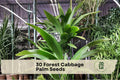 30 Forest Cabbage Palm Seeds Cordyline banksii Evergreen Ornamental Plant for Tropical Gardens & Landscape
