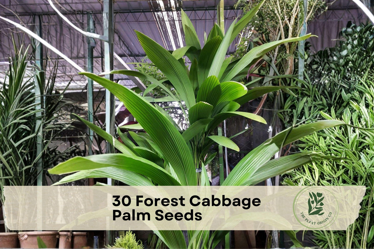 30 Forest Cabbage Palm Seeds Cordyline banksii Evergreen Ornamental Plant for Tropical Gardens & Landscape
