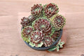 Hen and Chicks Succulent Seeds – Sempervivum Mixed Rock Garden, Container, Fairy Garden Plant Seeds