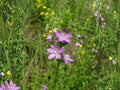 1000 Seeds Venus' Looking Glass Triodanis perfoliata Wildflower for Pollinator Gardens and Cottage Landscapes