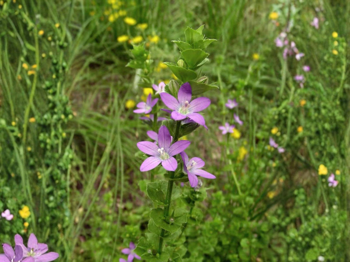 1000 Seeds Venus' Looking Glass Triodanis perfoliata Wildflower for Pollinator Gardens and Cottage Landscapes