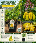 Grafted Carambola Fruit Tree – 2–3 Ft Live Tropical Star Fruit Tree – Averrhoa carambola for Garden & Container Growth