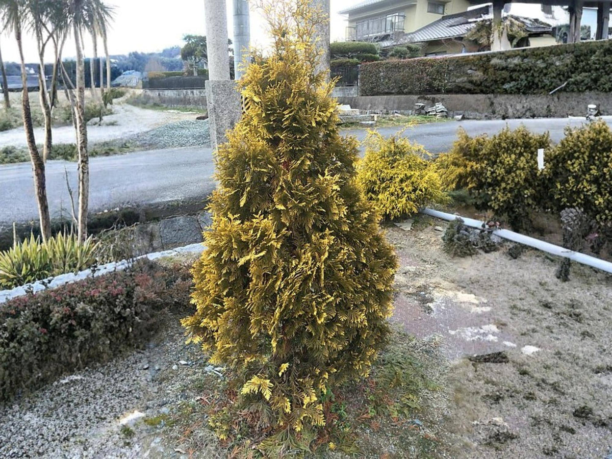 50 Eastern Arborvitae Seeds Thuja Occidentalis Evergreen Tree Shrub Bonsai Privacy Hedge