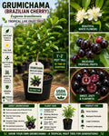 Live Grumichama Fruit Tree, 1-2 Ft Tall – Eugenia brasiliensis, Tropical Brazilian Cherry, Edible Garden Plant