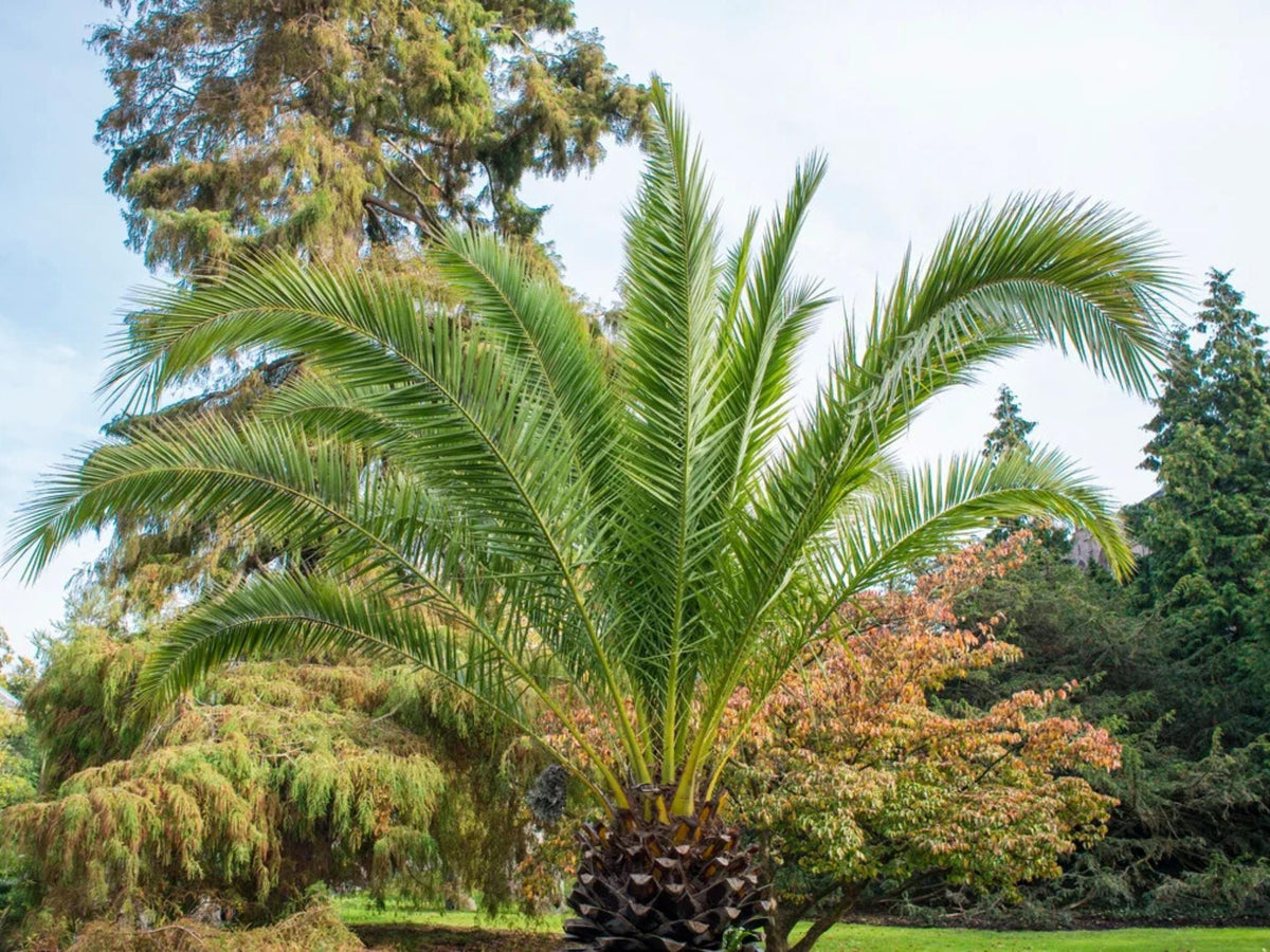 10 Canary Date Palm Seeds Phoenix canariensis Tropical Landscape Palm