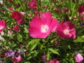 10 Bush's Poppy Mallow Seeds Callirhoe bushii Native Wildflower Pollinator Cottage Garden
