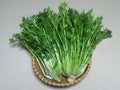 150 Mizuna Spinach Seeds Brassica rapa Mild Mustard Greens Salad Garden