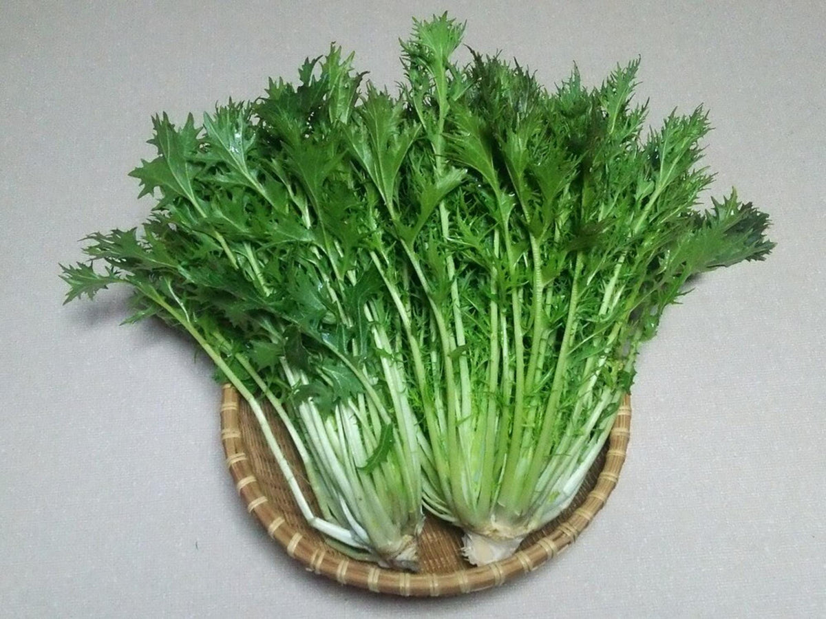 150 Mizuna Spinach Seeds Brassica rapa Mild Mustard Greens Salad Garden