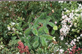 George Fir Tree Seeds – Abies forrestii var. georgei Evergreen Conifer for Landscape and Collector Gardens