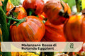 Red Eggplant Starter Plant, Melanzana Rossa di Rotonda, 3 Inch Pot, Ornamental Edible Vegetable, Solanum aethiopicum