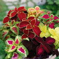 Coleus Seeds | Jazz Combo Mix | Vibrant Multi-Color Foliage Collection | Coleus scutellarioides