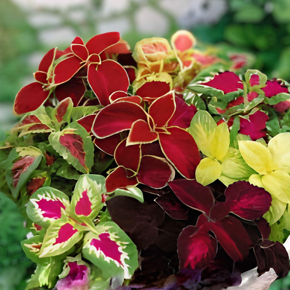 Coleus Seeds | Jazz Combo Mix | Vibrant Multi-Color Foliage Collection | Coleus scutellarioides