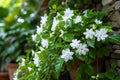 Minnesota Mockorange Bare-Root Shrub Snow White Philadelphus coronarius 'Snow White' for Garden Landscaping