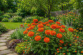 100 Orange Zinnia Seeds - Heirloom Zinnia elegans for Bright Garden Flowers, Butterfly & Bee Attractant, Easy to Grow, Non-GMO