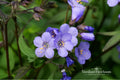 Heaven Scent Jacob's Ladder Bare Root Plant – Polemonium hybrid – Blue-purple blooms – Perennial flowering plant