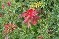 Scarlet Oak Tree Seed – Quercus coccinea for Planting, Red Fall Foliage, Native Deciduous Shade Tree