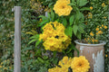 Yellow Trumpetbush Seeds 20 Tecoma stans Rare Exotic Flowering Shrub Seeds for Garden, Hedges & Pollinator Gardens