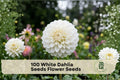 White Dahlia Seeds - 100 Pack, Ornamental Flower Seeds for Garden Beds, Borders & Containers, Dahlia pinnata