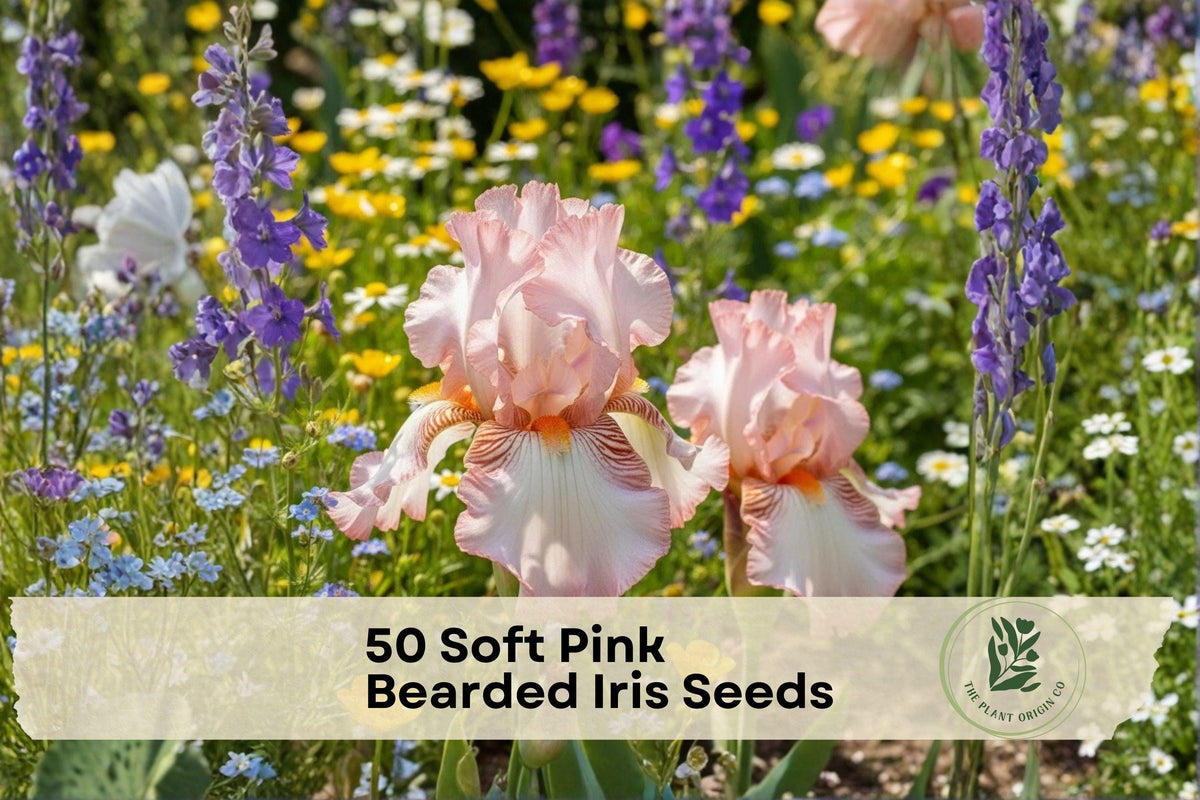 50 Soft Pink Bearded Iris Seeds, Iris germanica, Perennial Flower for Borders, Cottage Gardens, Flower Beds
