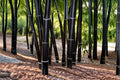 Black Bamboo Seeds – Phyllostachys nigra – Ornamental Perennial Bamboo for Garden Screens and Landscape Accents