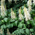 Bottlebrush Buckeye Shrub – Bare Root Native Aesculus parviflora – 6"+ Tall, Wildlife-Friendly, Fall Color