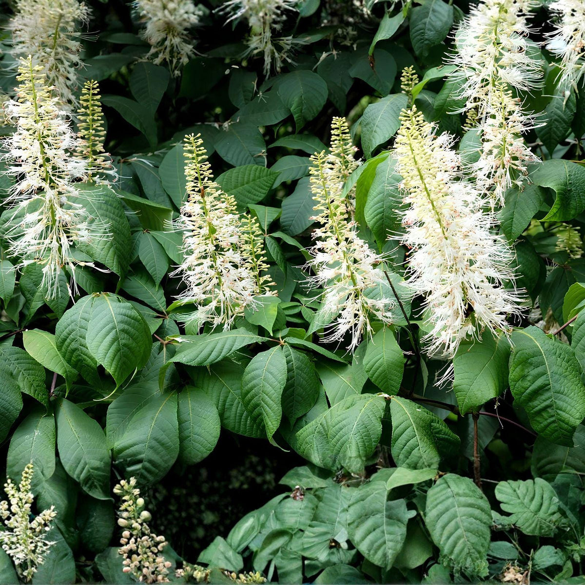 Bottlebrush Buckeye Shrub – Bare Root Native Aesculus parviflora – 6"+ Tall, Wildlife-Friendly, Fall Color
