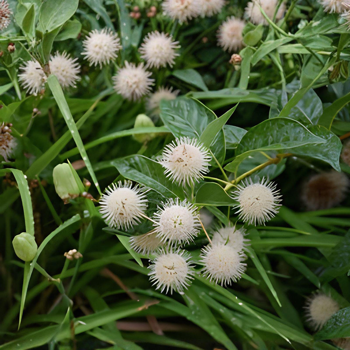 Buttonbush Shrub Bare Root Plant – Native Cephalanthus occidentalis for Wetlands, Rain Gardens & Wildlife Habitat