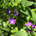 Venus' Looking Glass Seeds – Native Wildflower, Violet-Blue Bell-Shaped Blooms, Triodanis perfoliata, 1,000 Seeds