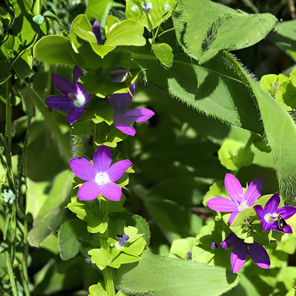 Venus' Looking Glass Seeds – Native Wildflower, Violet-Blue Bell-Shaped Blooms, Triodanis perfoliata, 1,000 Seeds