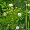 Illinois Bundleflower Seeds – Native Prairie Wildflower, Desmanthus illinoensis, Perennial Legume for Pollinators & Wildlife