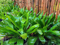 100 Culantro Seeds Eryngium foetidum Aromatic Herb for Culinary Gardens