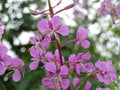 500 Fireweed Seeds Chamaenerion angustifolium Wildflower Pollinator Garden