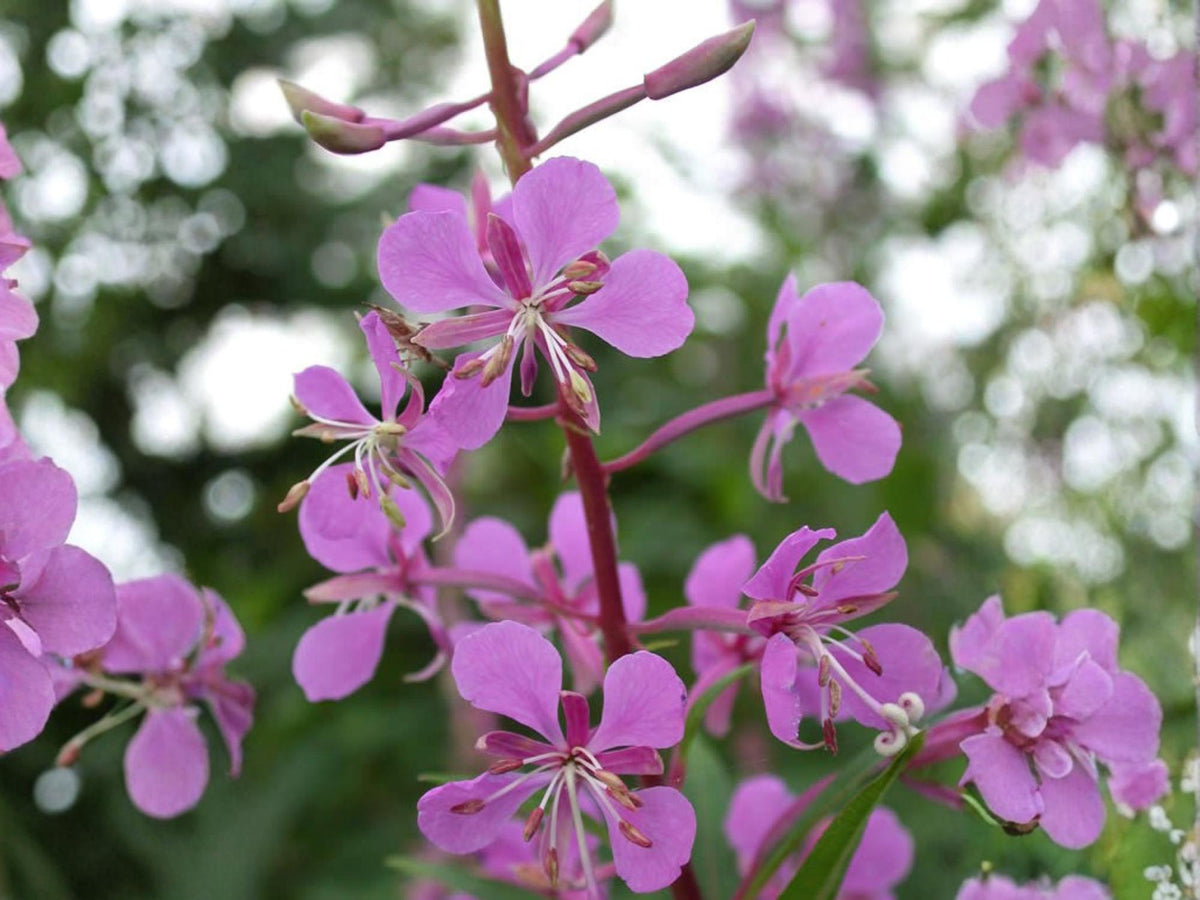500 Fireweed Seeds Chamaenerion angustifolium Wildflower Pollinator Garden