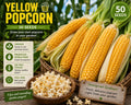 Yellow Popcorn Seeds – Edible Corn for Full Sun Gardens, Zea mays var. everta, Annual Vegetable, Yellow Kernels, 50 Seeds