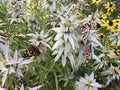 100 Spotted Bee Balm Seeds Monarda punctata Wildflower Pollinator Garden