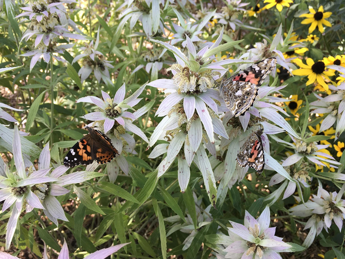 100 Spotted Bee Balm Seeds Monarda punctata Wildflower Pollinator Garden