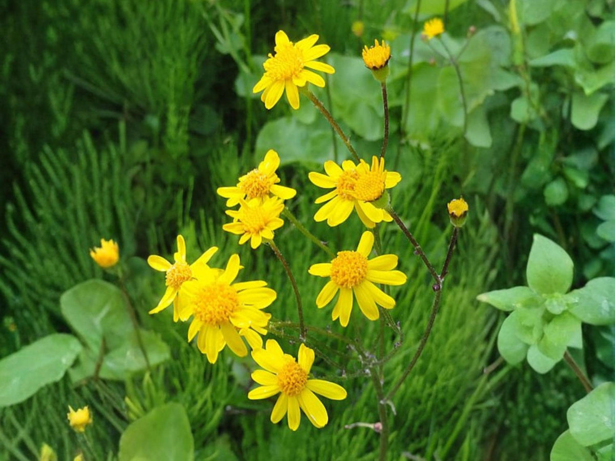 75 Seeds Golden Ragwort Packera aurea Native Yellow Wildflower Pollinator Shade Woodland Garden