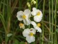100 Seeds Common Arrowhead Sagittaria latifolia Wetland Wildflower Rain Garden Pond Margin