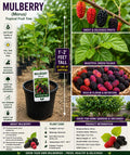 Mulberry Live Fruit Tree – Morus – 1-2 Feet Tall – Edible Backyard Garden, Home Orchard, Fruit Tree Seedling