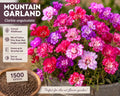 Mountain Garland Seeds 1500 Clarkia unguiculata Wildflower Mix Pink Rose Red Purple Lavender Annual