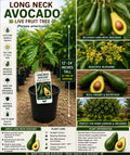 Long Neck Avocado Live Fruit Tree – Persea americana – 12-24 Inches Tall, Tropical Evergreen Fruit Tree for Home Gardens