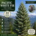 Pacific White Fir Seeds – Abies concolor var. lowiana – Evergreen Conifer for Landscaping and Reforestation