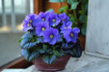 10 Bare Root Common Blue Violet Plants Viola sororia Native Wildflower Ground Cover for Shade Gardens