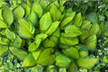 Live Guacamole Hosta Plants – 2 Pack, Variegated Foliage, Chartreuse-Gold & Green, Fragrant White Flowers, Shade Garden Perennials